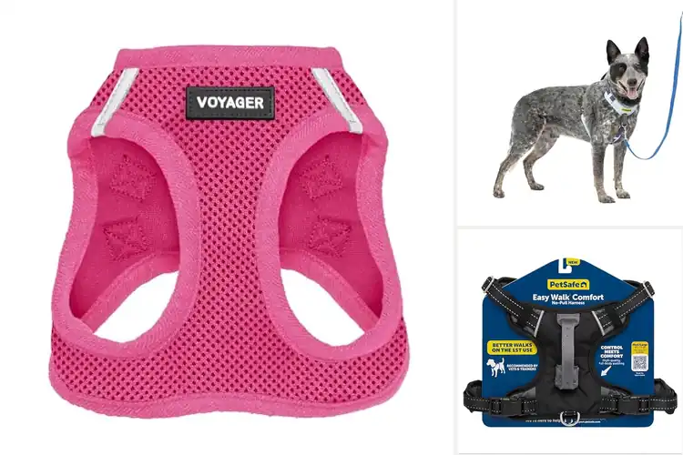 Detailed view of Best Comfort Harnesses: Top 10 Picks for Joyful Walks